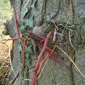 Gleditsia triacanthos epines